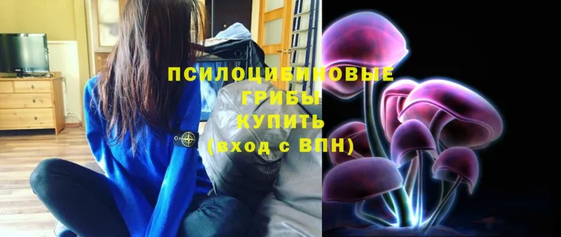 Галлюциногенные грибы Psilocybe  Апрелевка 